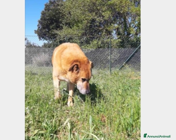 Meticcio cani Folk, super cagnolone dolcissimo  a Roma - Annuncio 2