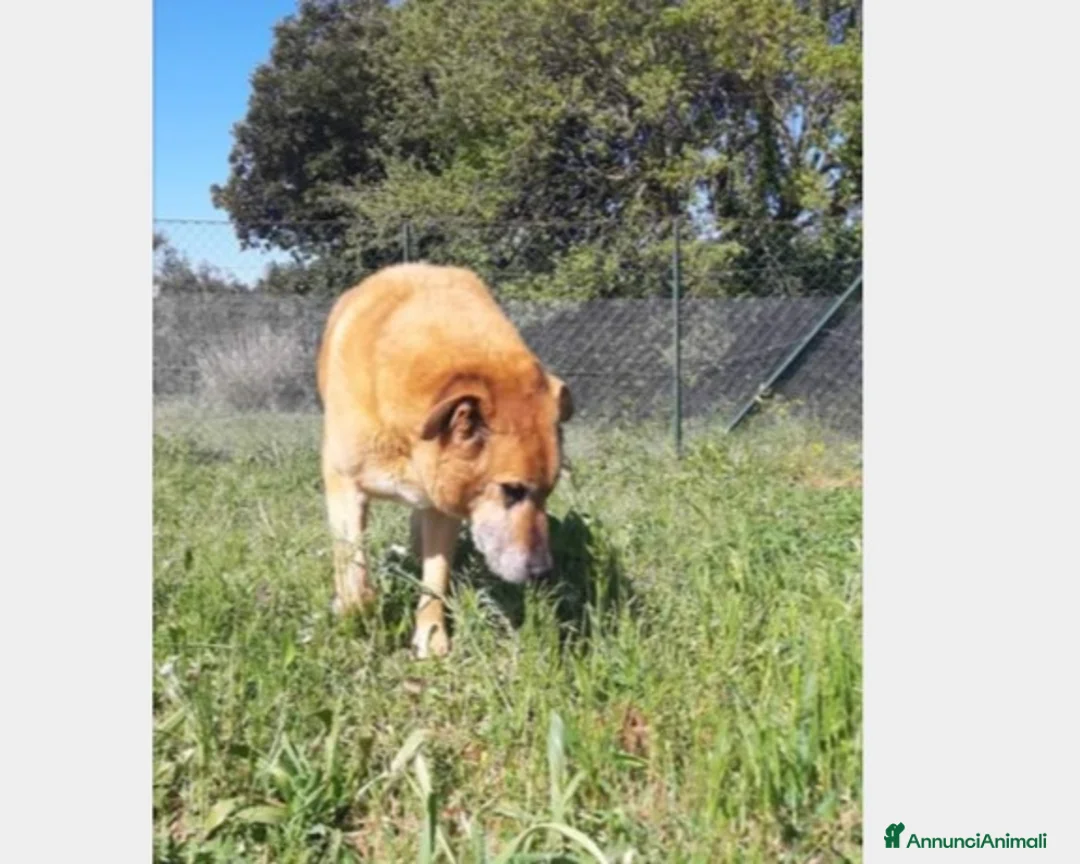 Meticcio cani in regalo: Folk, super cagnolone dolcissimo  a Roma - Annuncio 2