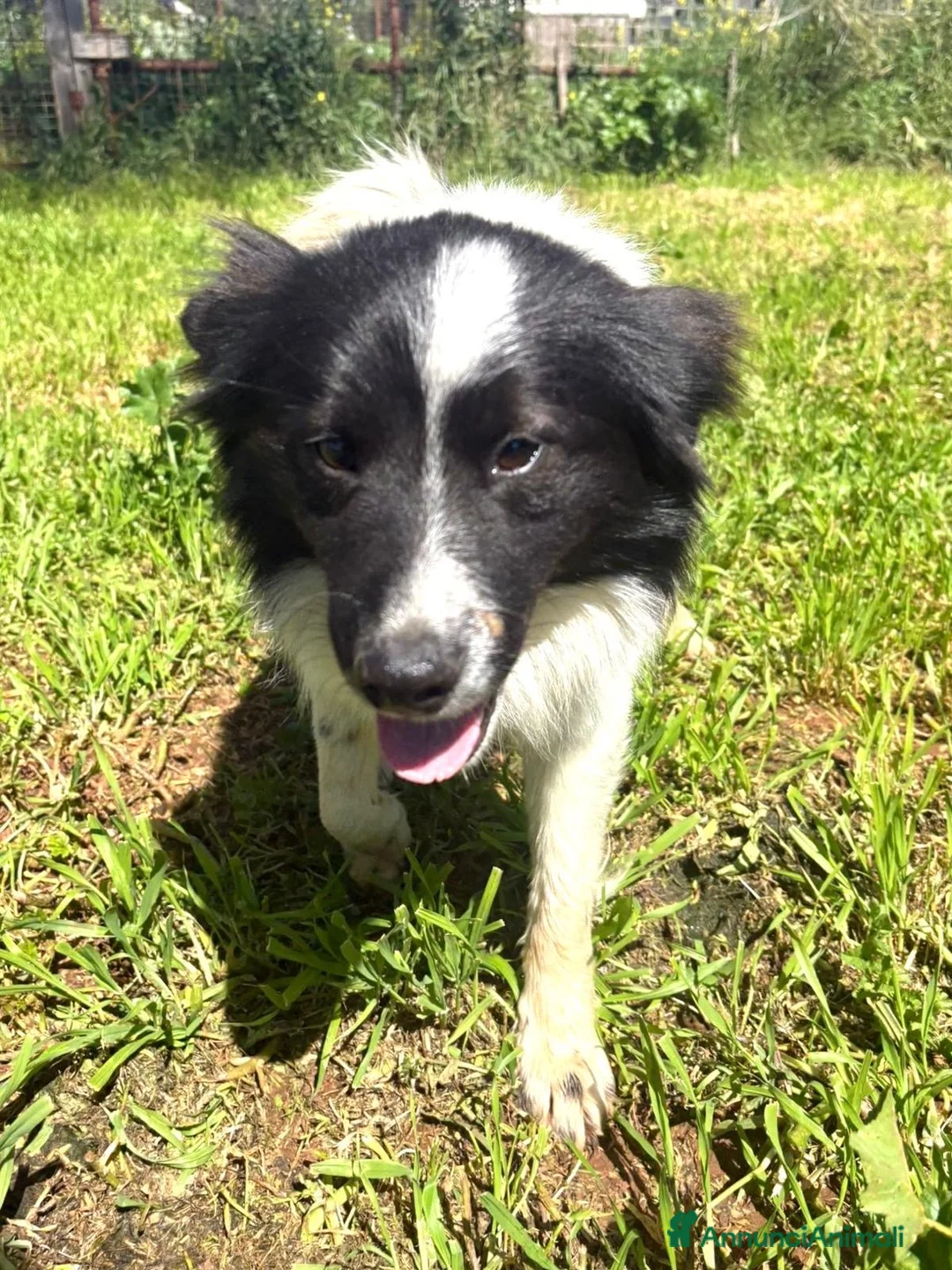 Meticcio cani in regalo: Giorgio simil border collie a pelo lungo - Annuncio 1