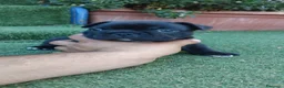 Bulldog Francese cani in vendita: Cuccioli bulldog francese  a Città metropolitana di Roma Capitale - Annuncio 4