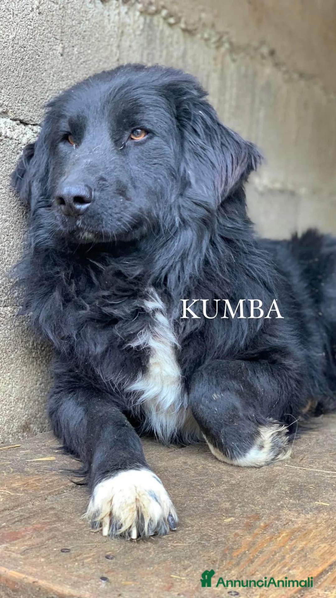 Meticcio cani in regalo: KUMBA, pastorino dolcissimo ignorato da tutti! - Annuncio 2