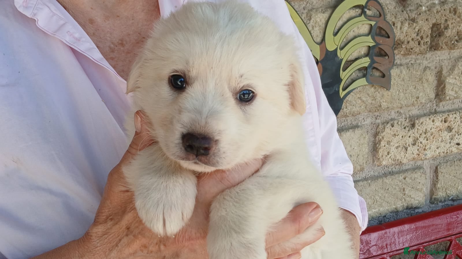 Meticcio cani SASHA CERCA UNA CASA E TANTO AMORE - Annuncio 6