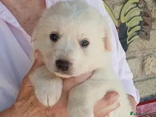 Meticcio cani SASHA CERCA UNA CASA E TANTO AMORE - Annuncio 6