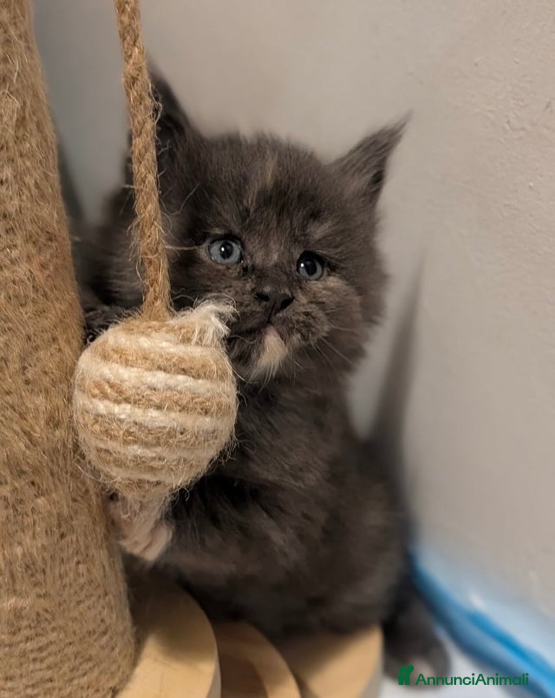 Maine Coon gatti in vendita: Bellissimi cuccioli di Maine Coon - Annuncio 8