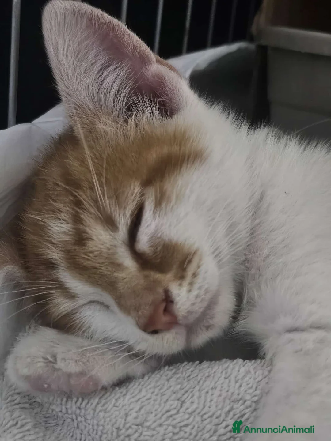Altre razze gatti in regalo: ROMEO CERCA CASA 🏡 - Annuncio 2