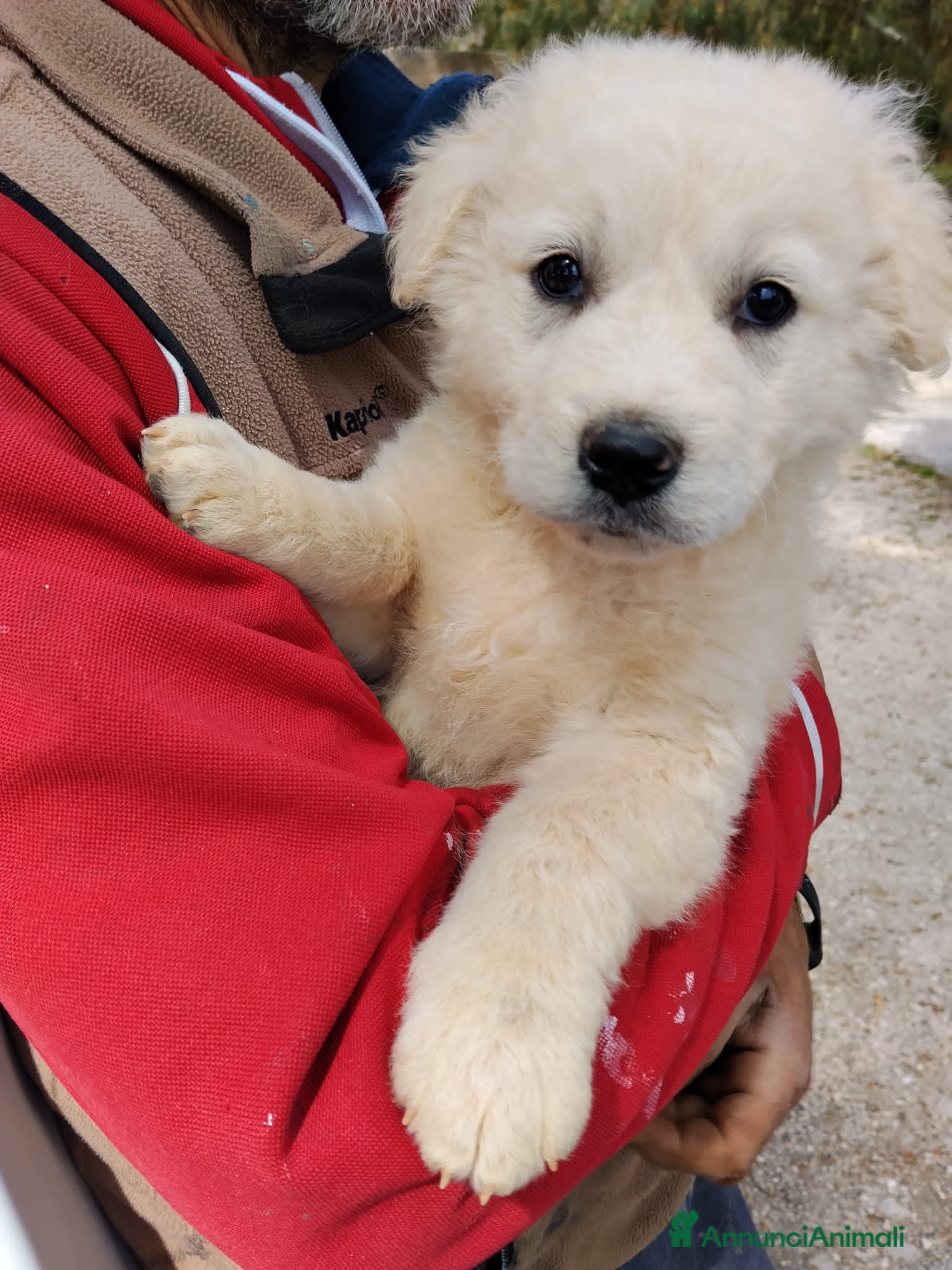 Meticcio cani bobby  - Annuncio 39