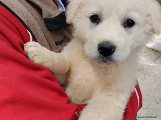 Meticcio cani bobby - Annuncio 39