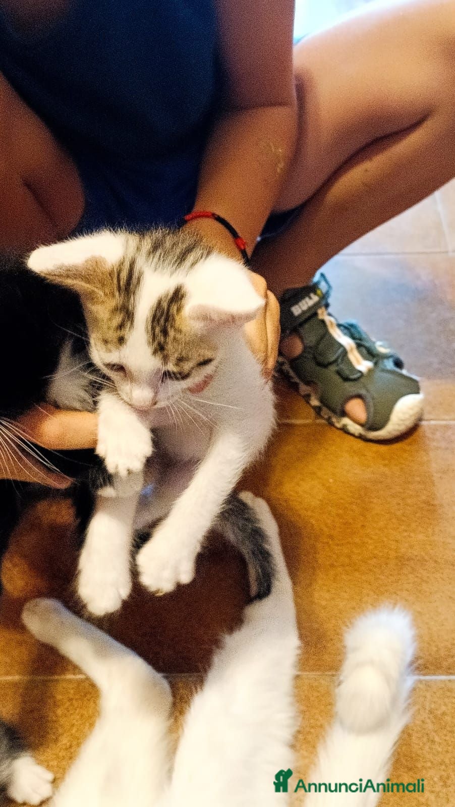 Meticcio gatti Regalo bellissimi gattini - Annuncio 2