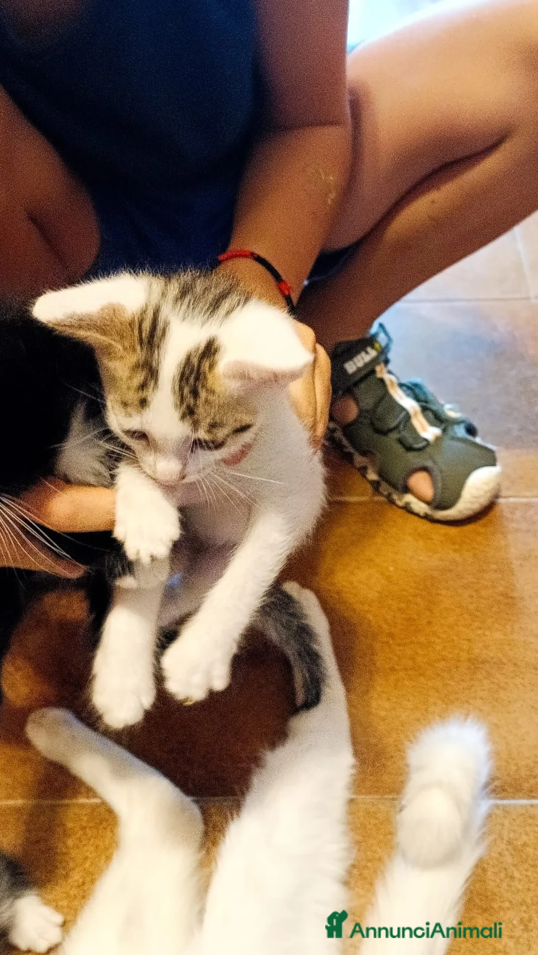 Meticcio gatti in regalo: Regalo bellissimi gattini a Provincia di Vicenza - Annuncio 1