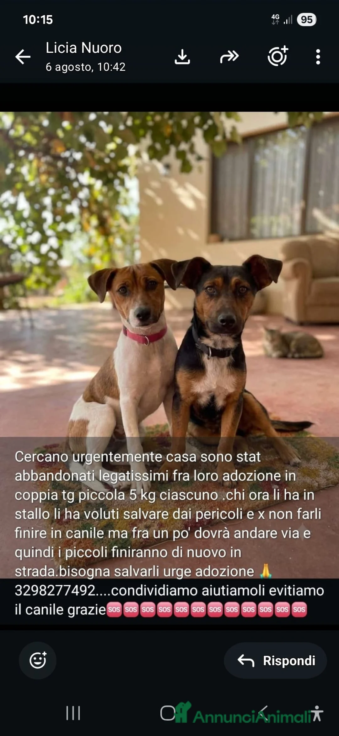 Meticcio cani in regalo: 2maschietti 1anno kg 5 a fine mese in canile.NUORO - Annuncio 1