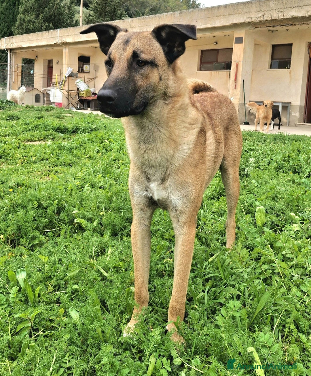 Meticcio cani in regalo: Hansel 8 mesi taglia media  - Annuncio 5