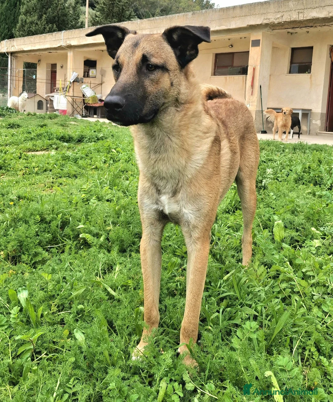 Meticcio cani in regalo: Hansel 8 mesi taglia media  - Annuncio 5