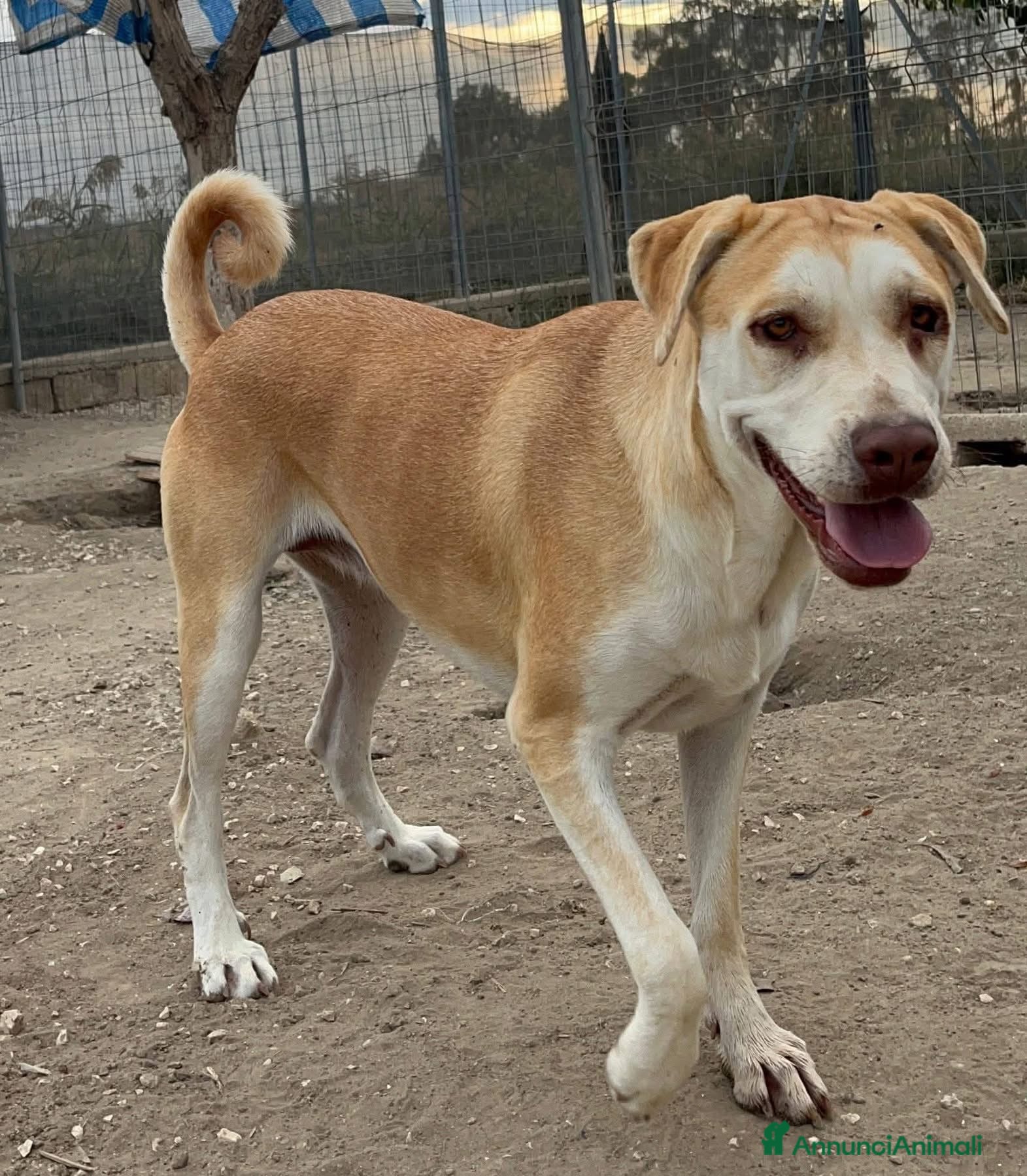 Meticcio cani Patty  - Annuncio 20