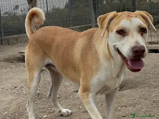 Meticcio cani Patty - Annuncio 20