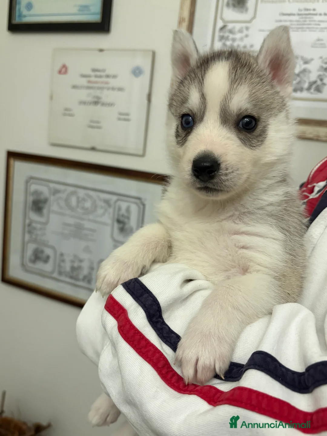 Husky cani in vendita: Siberian Husky, cuccioli alta genealogia  - Annuncio 2