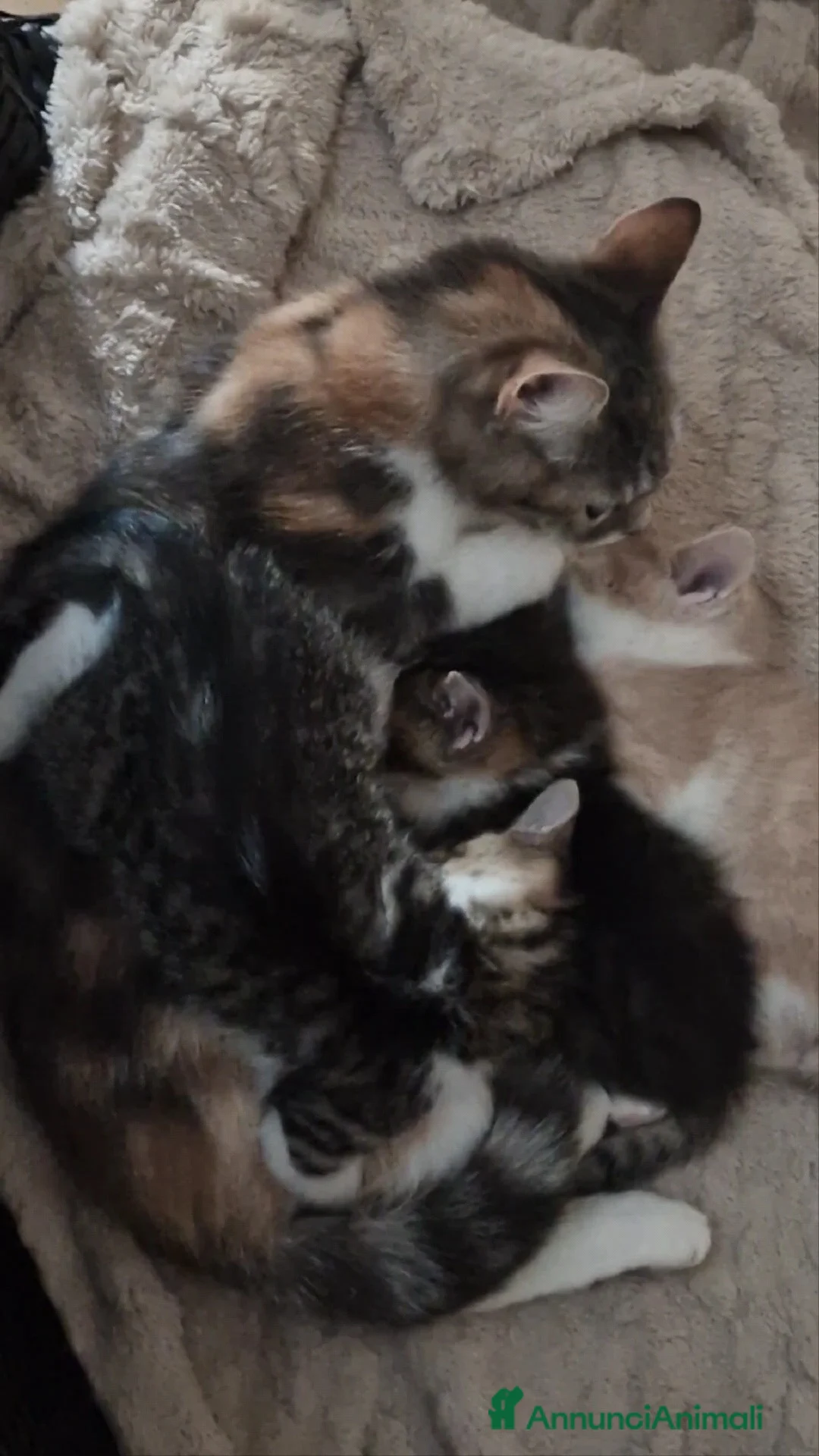 Altre razze gatti in regalo: Gattini - Annuncio 2