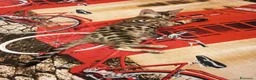 Bengala gatti in vendita: la meraviglia di Selected Breed 🥰 - Annuncio 12