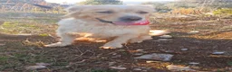 Meticcio cani in regalo: River, Simil Golden Retriever da adottare - Annuncio 6