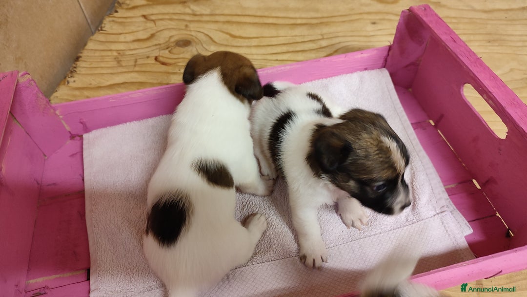 Jack Russell cani in vendita: Cuccioli di jack Russell a Province of Treviso - Immagine 5
