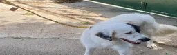 Meticcio cani in regalo: Sissi cagnolona stupenda - Annuncio 4