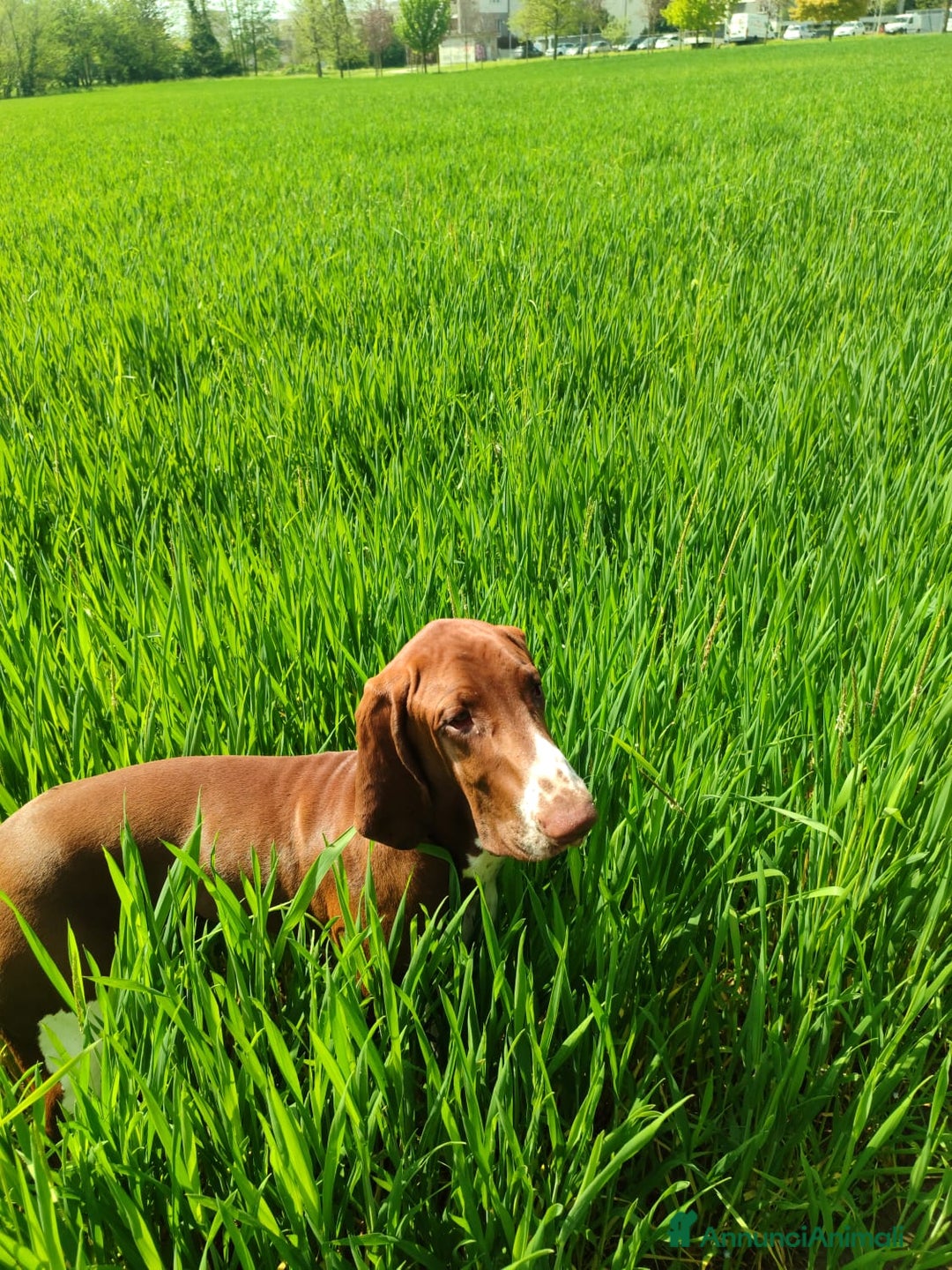 Bracco cani per accoppiamento: Bracco Italiano a Provincia di Brescia - Immagine 2