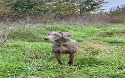 Weimaraner cani in vendita: Mr Blue cerca la sua famiglia perfetta a Provincia di Reggio Emilia - Immagine 9