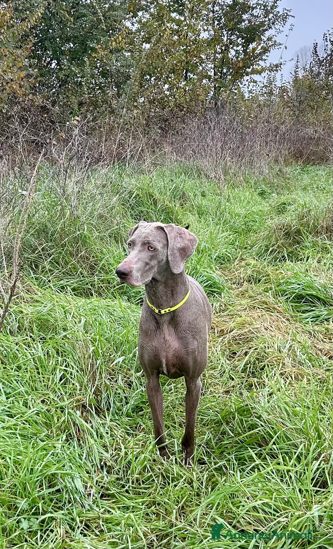 Weimaraner cani in vendita: Mr Blue cerca la sua famiglia perfetta a Provincia di Reggio Emilia - Immagine 9