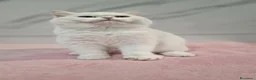 Scottish gatti in vendita: Scottish Fold  - Annuncio 4