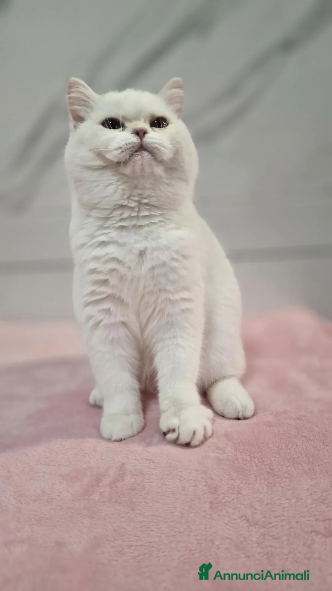 Scottish gatti in vendita: Scottish Fold  - Annuncio 4