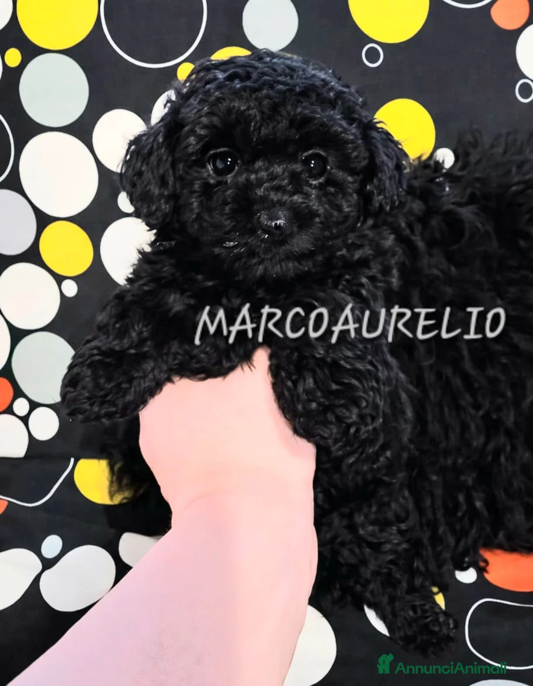 Barboncino Toy cani in vendita: CUCCIOLI DI BARBONCINO TOY/MINITOY - Annuncio 1