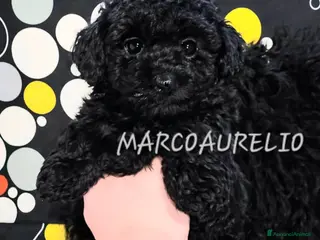 Barboncino Toy cani CUCCIOLI DI BARBONCINO TOY/MINITOY - Annuncio 1