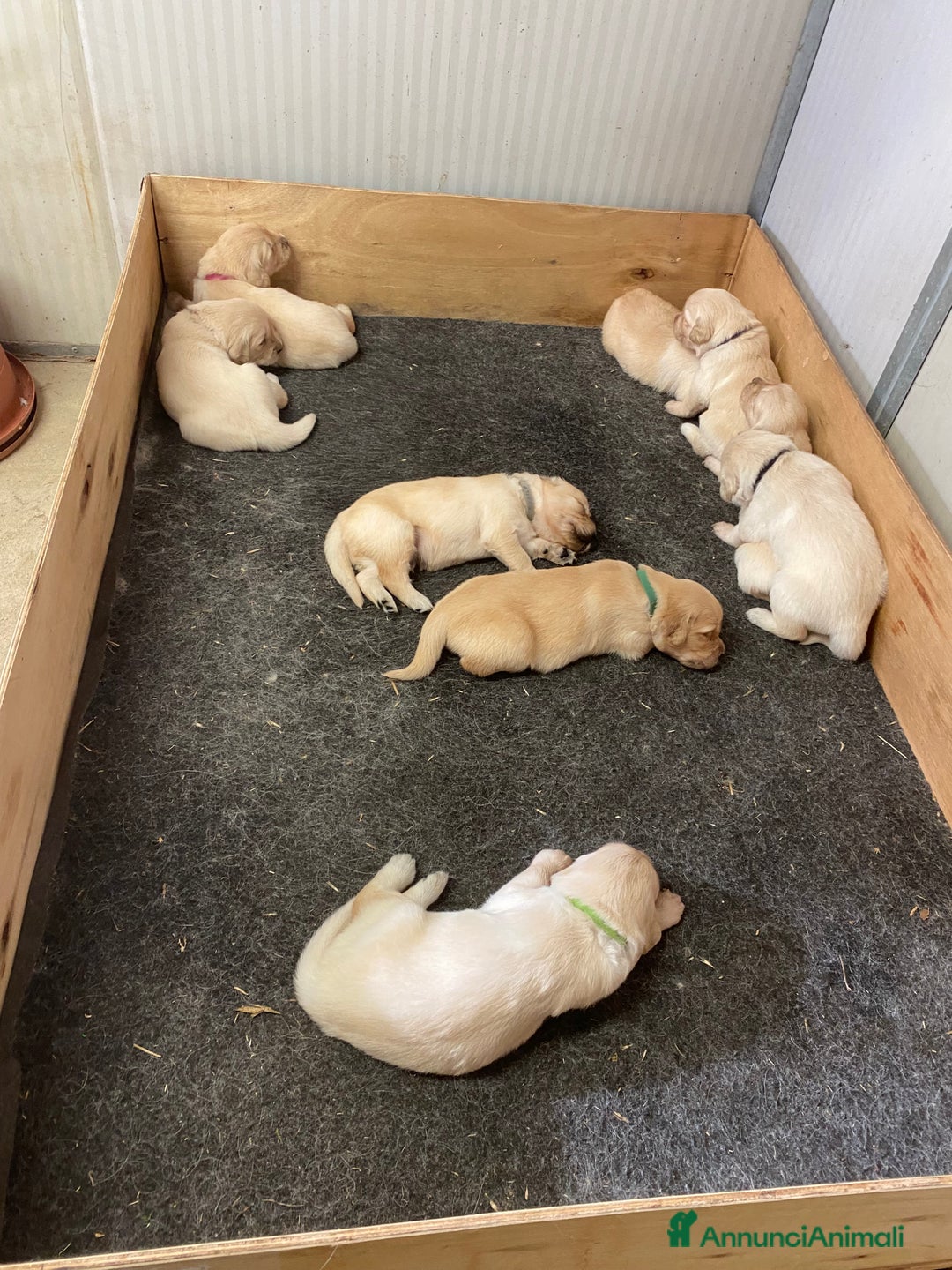 Golden Retriever cani in vendita: Cuccioli di golden retriever a Provincia di Pavia - Immagine 17