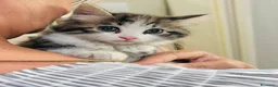 Europeo gatti in regalo: Gattini 2 mesi femmina e maschi - Annuncio 2