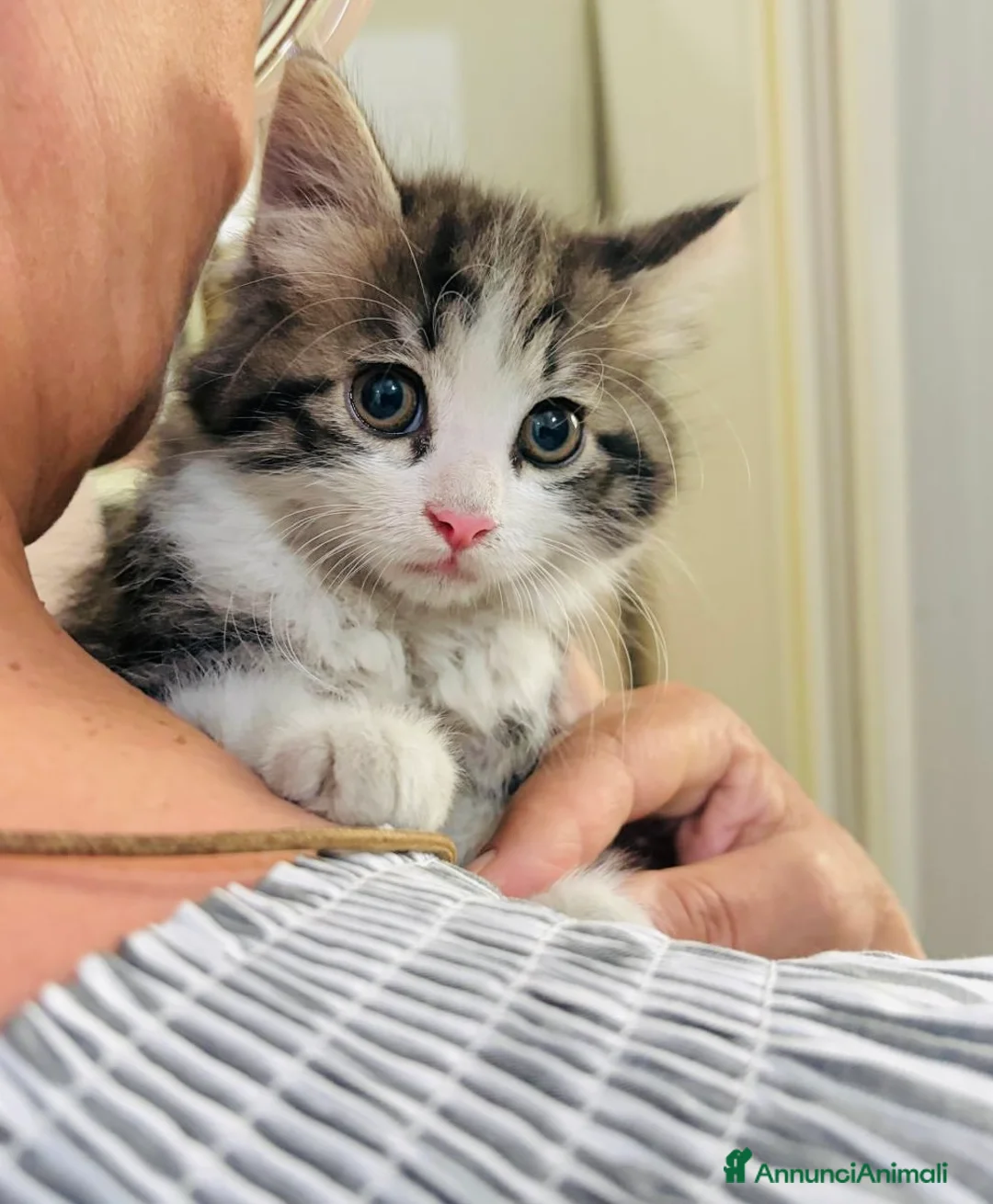 Europeo gatti in regalo: Gattini 2 mesi femmina e maschi - Annuncio 2
