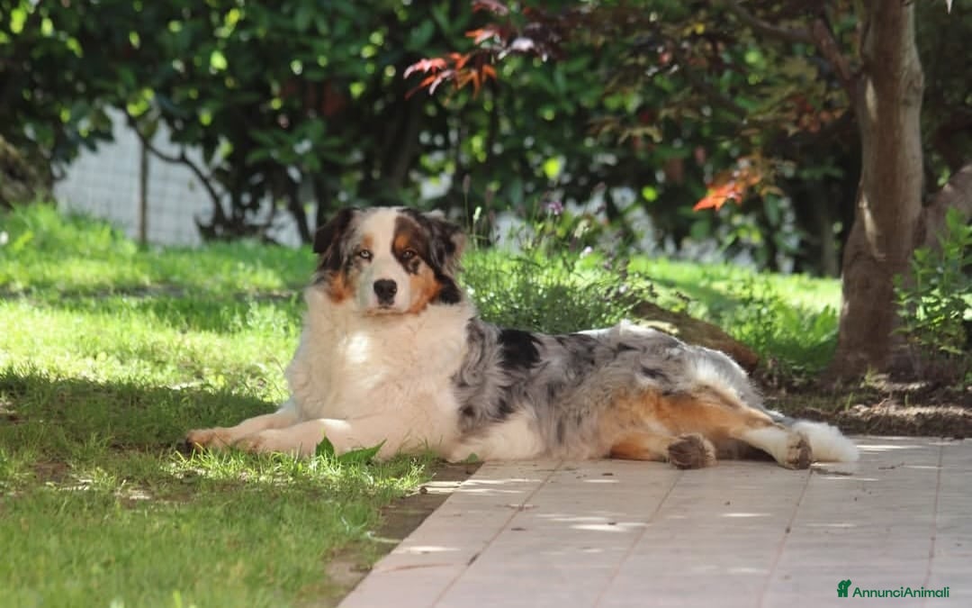 Australian Shepherd cani Cucciole Australian shepherd - Annuncio 9