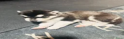 Alaskan Malamute cani in vendita: CUCCIOLI DI ALASKAN MALAMUTE - Annuncio 2