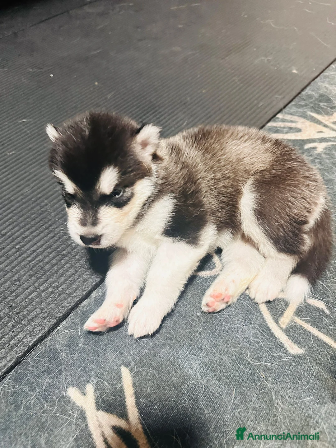 Alaskan Malamute cani in vendita: CUCCIOLI DI ALASKAN MALAMUTE - Annuncio 2