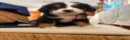 Bovaro del Bernese cani in vendita: Vendita di cuccioli del bovaro del bernesr - Annuncio 2