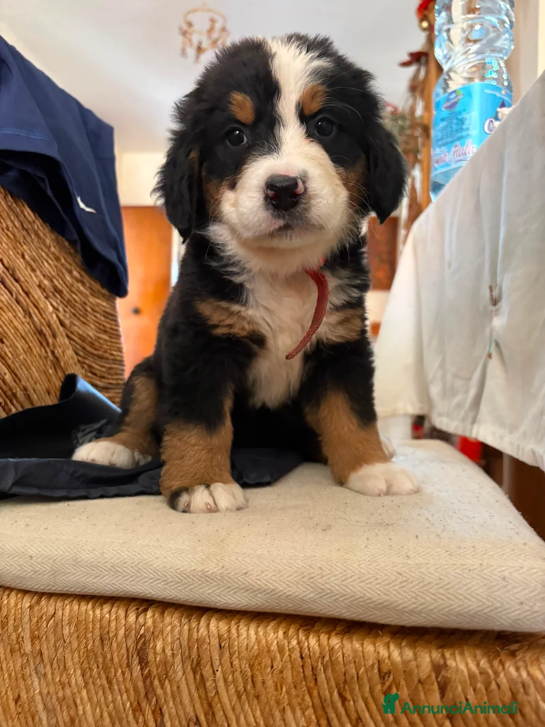 Bovaro del Bernese cani in vendita: Vendita di cuccioli del bovaro del bernesr - Annuncio 2