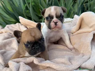 Bulldog Francese cani Cucciolo bulldog francese - Annuncio 2