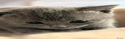 Certosino gatti in vendita: Cuccioli di Certosino con pedigree Anfi - Annuncio 7