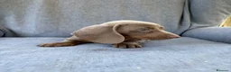 Bassotto Nano cani in vendita: Bassotto nano femmina 3 mesi - Annuncio 3
