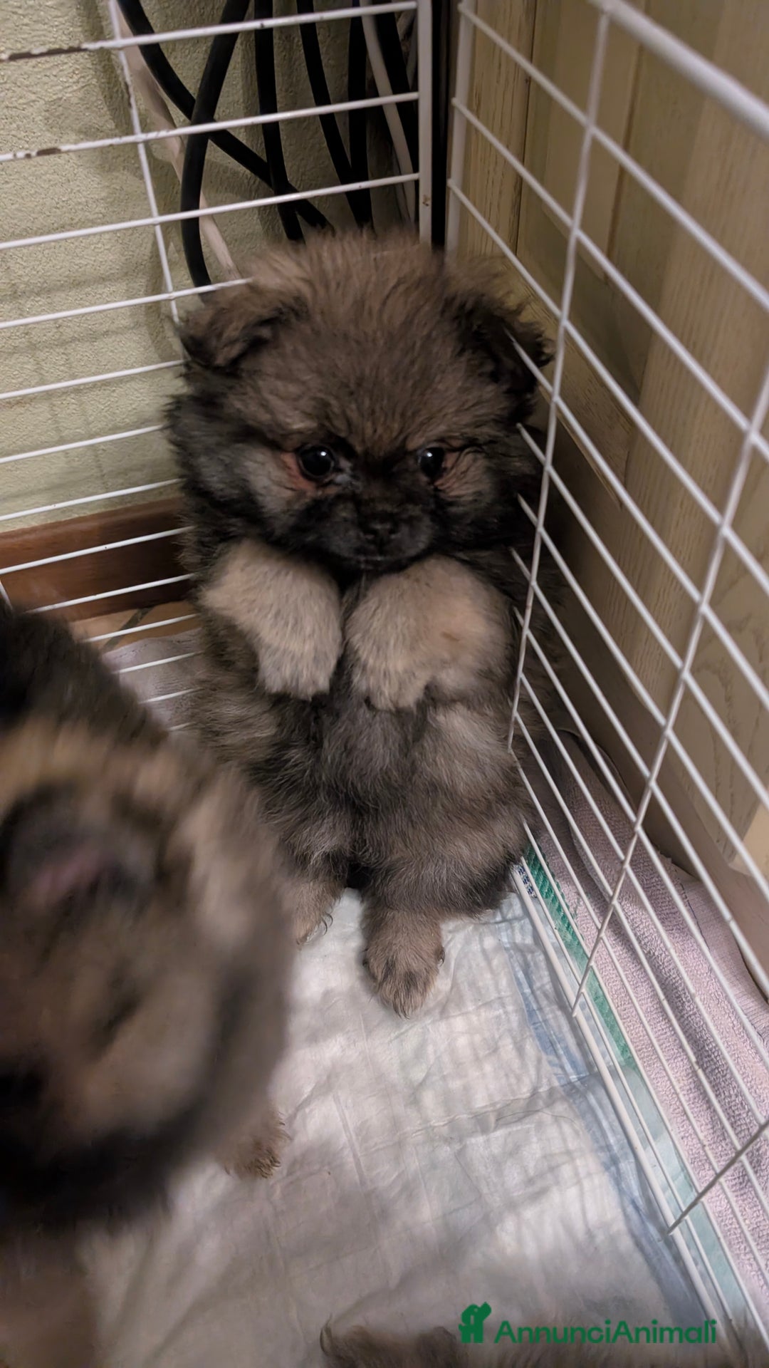 Volpino Pomerania cani in vendita: Volpino pomerania pedigree - Annuncio 5