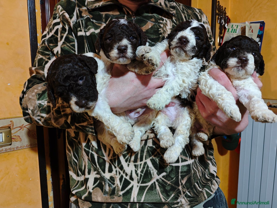 Lagotto cani in vendita: Cuccioli di Lagotto Romagnolo - Annuncio 1