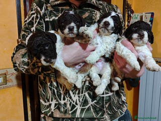 Lagotto cani Cuccioli di Lagotto Romagnolo - Annuncio 1