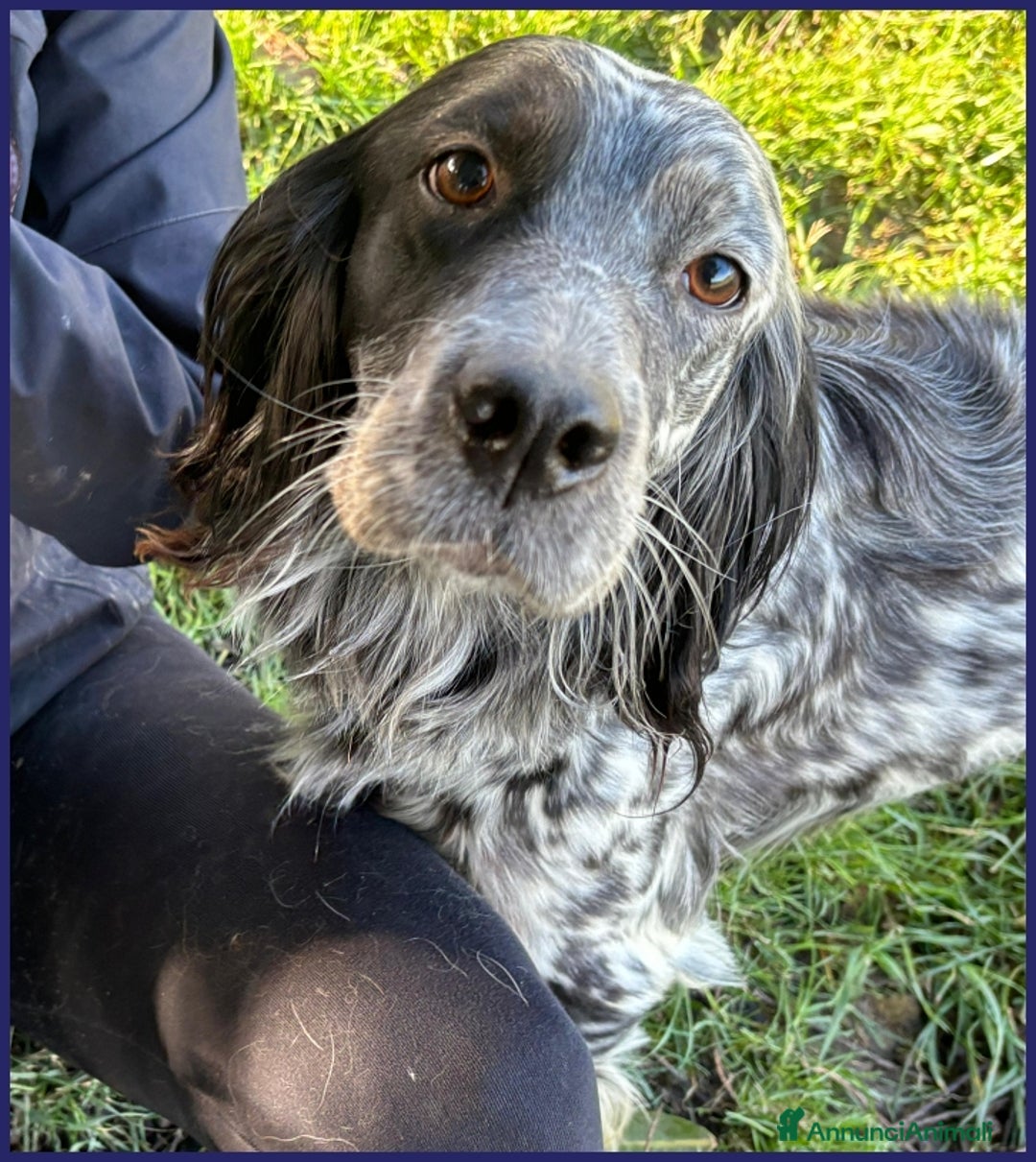Setter Inglese cani in regalo: TANZANIA, DOLCE SETTERINA SENZA CODA, 4 ANNI 15 KG a Città metropolitana di Milano - Annuncio 2