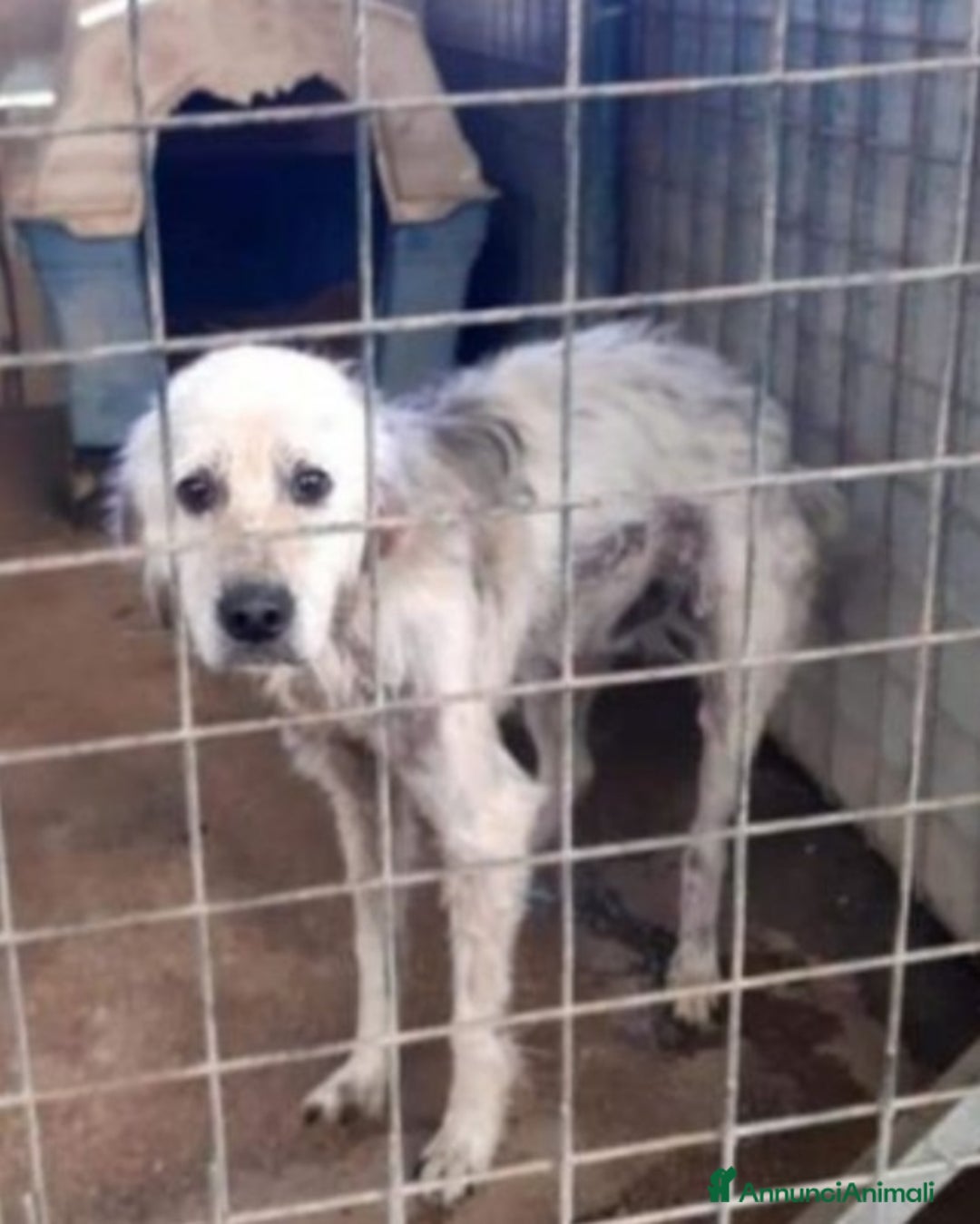 Meticcio cani in regalo: Salvo tolto dal suo aguzzino 5anni fa..SOS NAPOLI a Città metropolitana di Milano - Annuncio 8