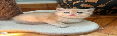 British Gattino 4