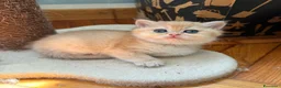 British gatti in vendita: British Golden  - Annuncio 7