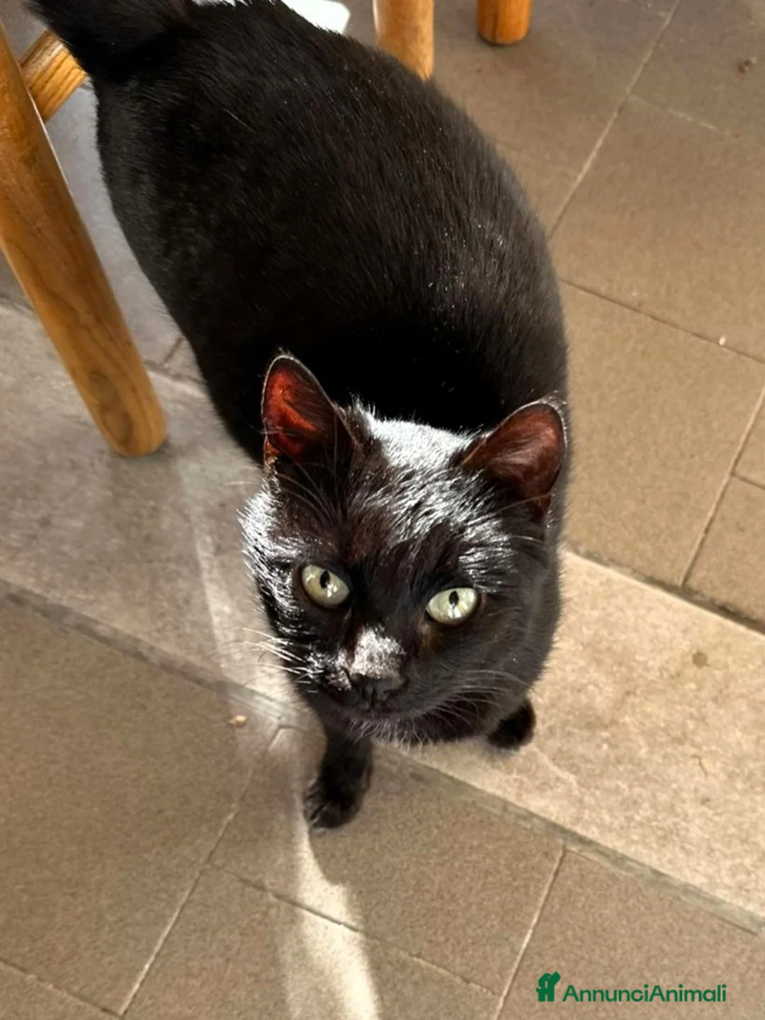 Europeo gatti in regalo: Geronimo dolce panterino  - Annuncio 2